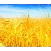 農(nóng)藥殘留檢測儀，食品污染物的準確快速檢測分析